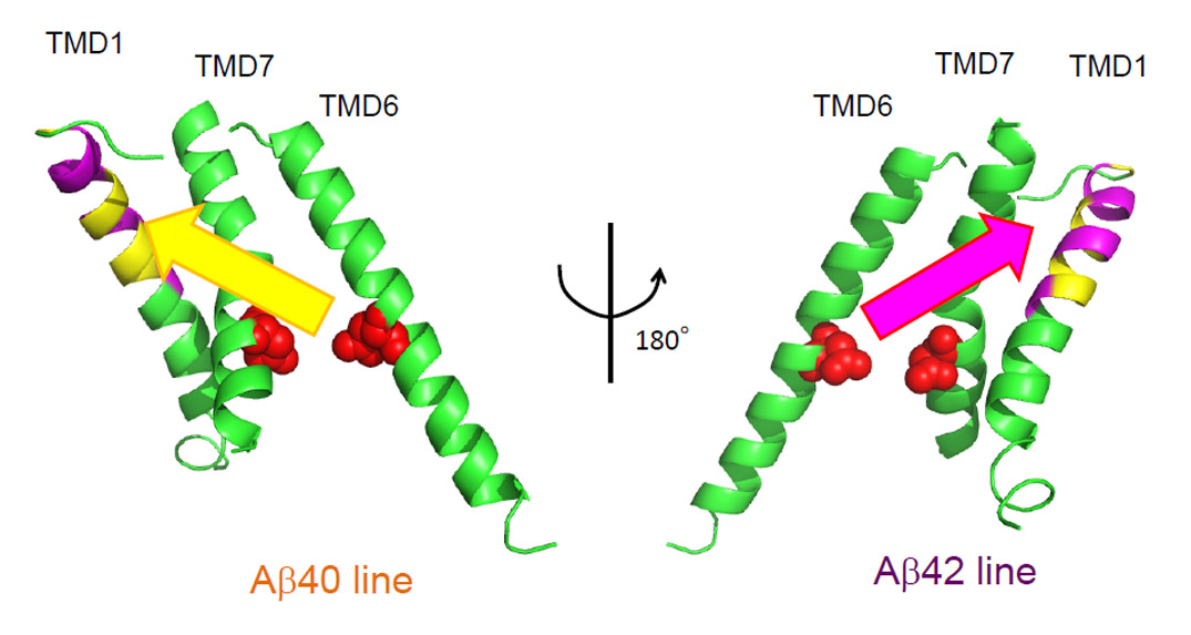 Γ-セクレターゼ活性化タンパク質